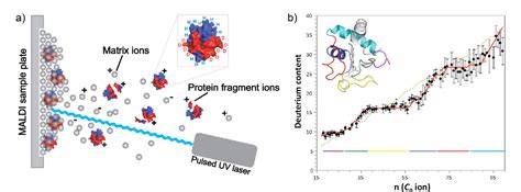 Figure From Measuring The Hydrogen Deuterium Exchange Of Proteins At