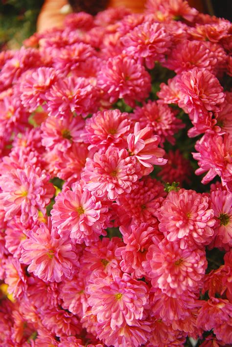 Pink mums : r/flowers