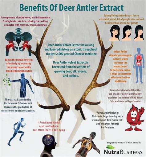 The Benefits of Deer Antler Velvet | ProBLEN