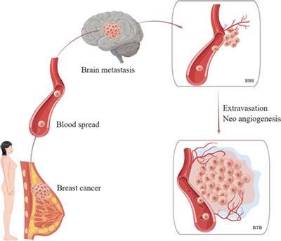 Frontiers The Role Of Irreversible Pan Her Tyrosine Kinase Inhibitors