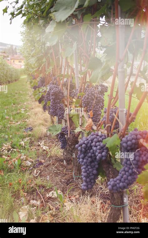 Italian Nebbiolo Grapes Are About To Be Picked Stock Photo Alamy