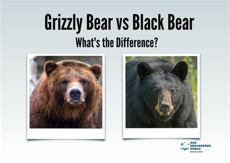 Grizzly Bear vs Black Bear: What's the Difference?