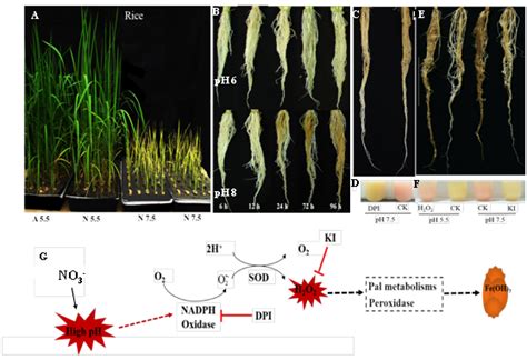 植物营养生物学团队解析水稻喜铵不喜硝的生理机制 华中农业大学资源与环境学院