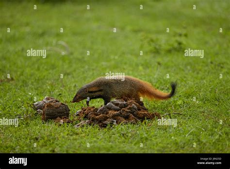 Stripe necked Mongoose in habitat Stock Photo - Alamy