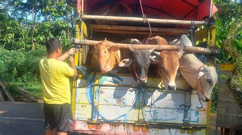 Harga Sapi Kurban Idul Adha Penggemukan Ada Harga Ekonomis Dr