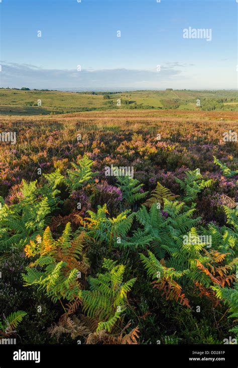 Ashdown Forest Hi Res Stock Photography And Images Alamy