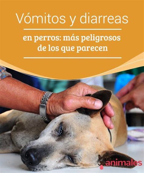 Salud V Mitos Y Diarreas En Perros M S Peligrosos De Los Que