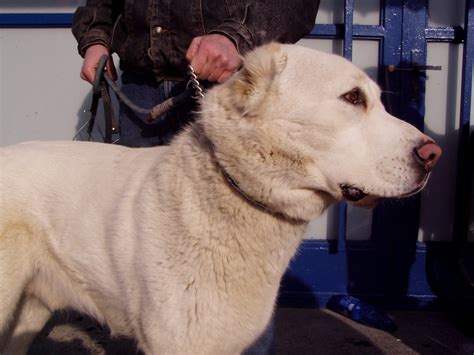 Turkmen Alabai Dogs Turkmen Alabai Fights