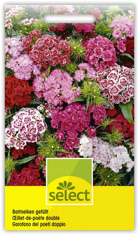 Bartnelken Gef Llt Dianthus Barbatus Wyss Shop