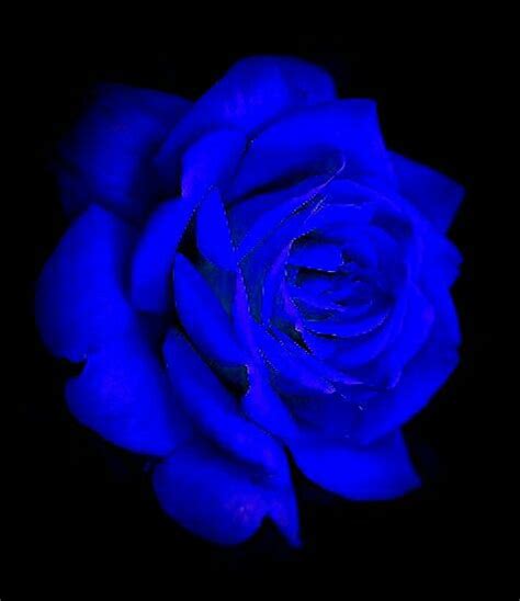 Blue Blue Rose Dark Blue Flowers Blue Roses Wallpaper Blue Flower