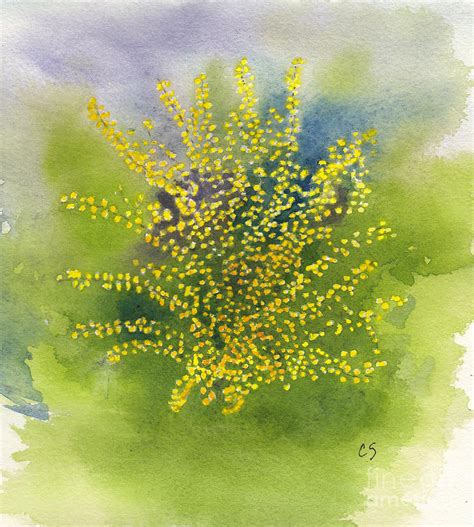 Forsythia Study 1 In Watercolor Painting By Conni Schaftenaar Fine