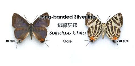 Long banded Silverline 銀線灰蝶 Spindasis lohita