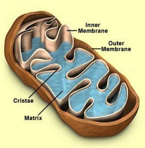 520 X 532 Pixels Colored Mitochondria Cross Section Cell Structure