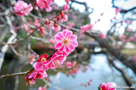 Kairaku En The Vast 3000 Plum Trees Garden In Mito