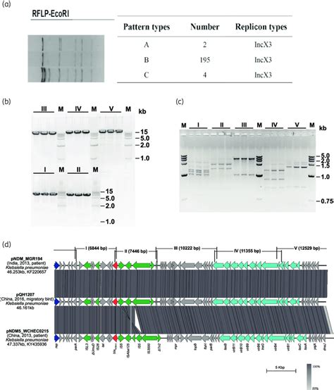 Plasmid Analysis Of Bla Ndm Positive Klebsiella Isolates A Ecori