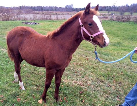 Poulain Quarter horse Dun 6 mois Cheval à vendre Sherbrooke