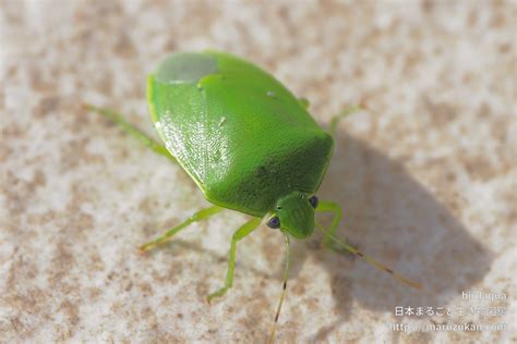 ツヤアオカメムシ 日本まるごと生き物図鑑