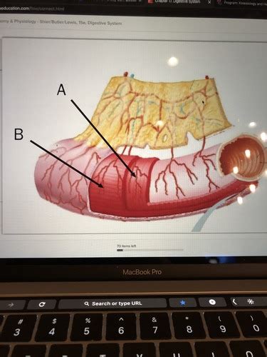 BISC 227 CHAPTER 17 CONNECT Q S Flashcards Quizlet