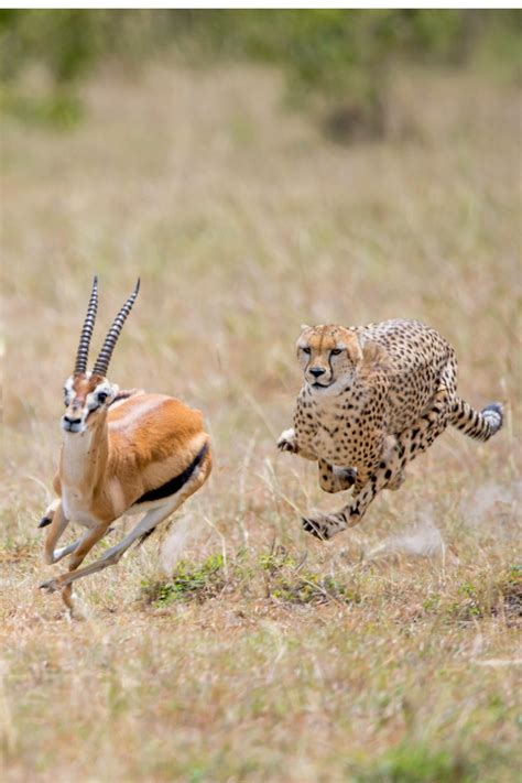 How Fast Can A Cheetah Run 22 Fastest Animals Ranked Run With Caroline