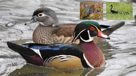 10 Facts About The Wood Duck 10 Facts About Almost Everything