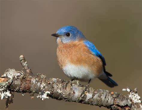 Eastern Bluebird wallpapers, Animal, HQ Eastern Bluebird pictures | 4K ...