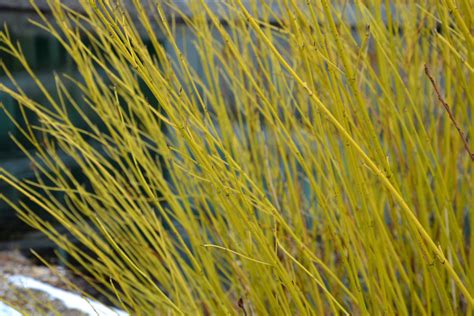 Golden Yellow Twig Shrub Dogwood | Greenwood Nursery