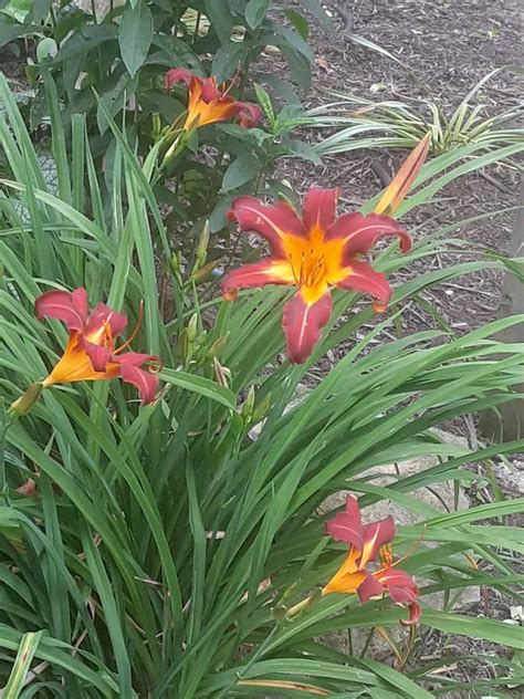 Autumn Red Daylily Heremocallis Petals And Metal Flower Farm