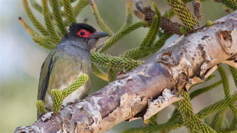 native australian birds identification