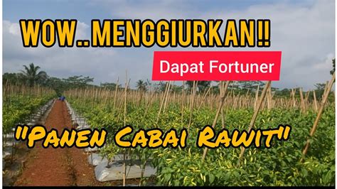 Cabai Rawit Domba Potensi Usaha Menggiurkan Podcast Kita YouTube