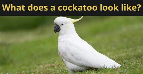What Does a Cockatoo Look Like? - Featherland Bird Cage