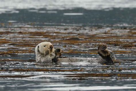 Sea Otter - Petersburg Marine Mammal Center