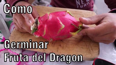 Como Germinar Semillas De Pitahaya O Fruta Del Drag N M Xico Verde