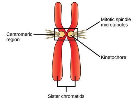 Chapter 13. The Cell Cycle & Mitosis – Introduction to Molecular and Cell Biology