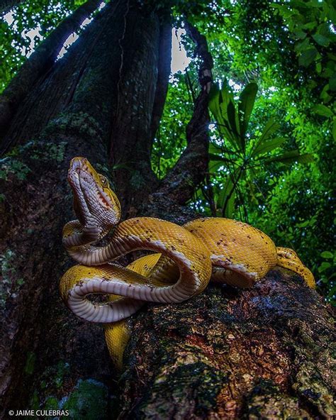 [Yellow morph] Amazon Tree Boa (Corallus hortulanus) in Yasuni National Park (ECUADOR). ©Jaime ...