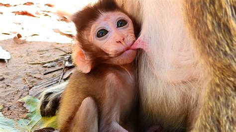 Little Cute Boy Mateo Drinking Yummy Milk With Momma Youtube