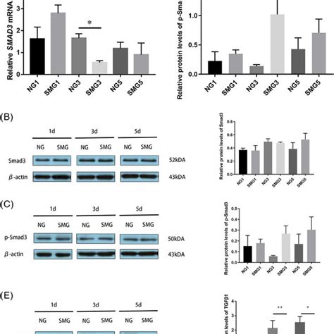 Effect Of Simulated Microgravity On Transforming Growth Factor‐β1