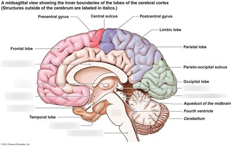 Inner Brain Diagram Diagram Quizlet