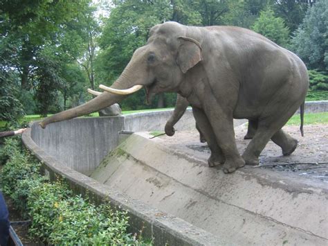Sind Zoos noch zeitgemäß? | bmt e.V.