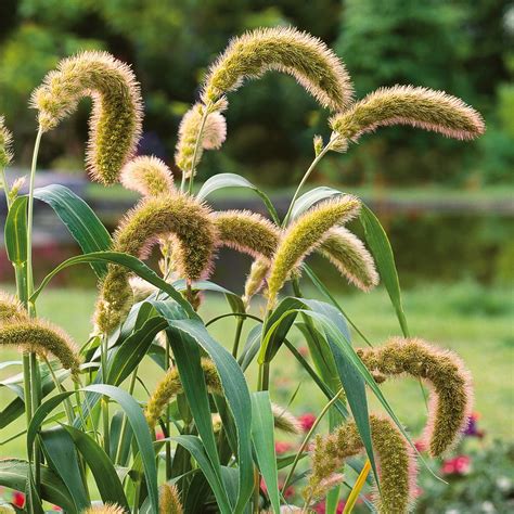 Grass Seeds Foxtail Millet Grass Seeds Bulk Wildflowers