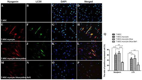 Autophagy Induction In The Skeletal Myogenic Differentiation Of Human