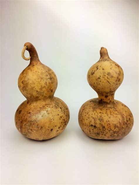 Mexican Water Bottle Gourd Amish Gourds