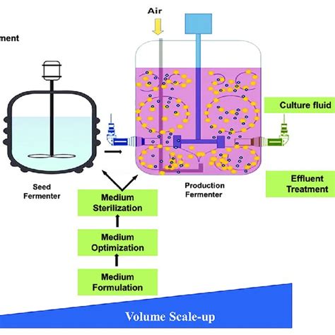 Schematic representation of fermentation process. | Download Scientific ...