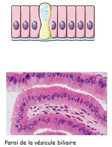 Les Pith Liums De Rev Tement Flashcards Quizlet