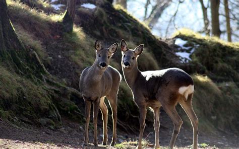 The Alpine Zoo In Innsbruck Information Opening Times And Arrival