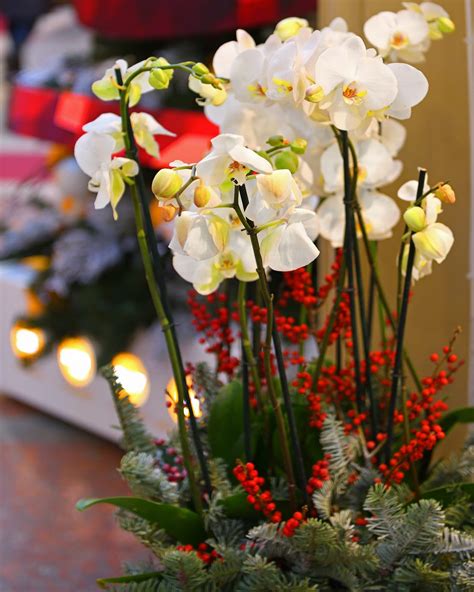 20 Festive Christmas Flowers And Plants That Arent Poinsettias