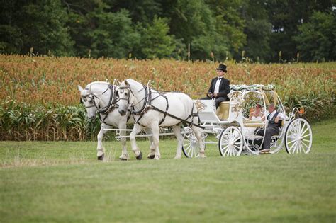 Elegant Wedding Horse and Carriage