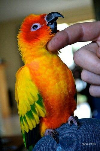 For Sale This Beautifully Hand Raised Female Sun Conure Is 4 Years Old