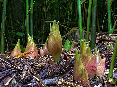 ミョウガを栽培しているのは日本だけ！ 初夏の味覚・ミョウガと日本の食文化の関係季節・暮らしの話題 2015年05月10日 日本気象協会