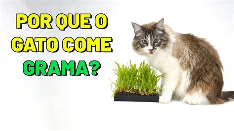 POR QUE GATOS COMEM GRAMA GATO PODE COMER GRAMA YouTube