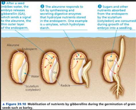 plant hormones Flashcards | Quizlet